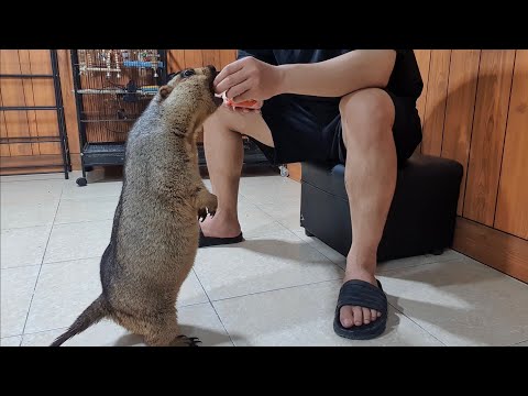 Видео: сурок смешно жует каждый орешек