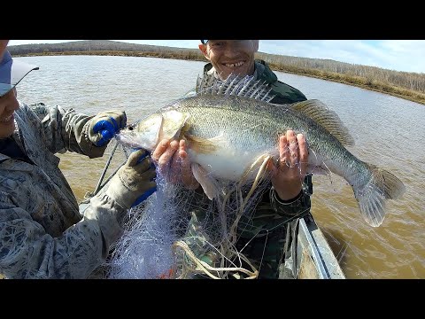 Видео: Огромный судак рвёт сети! Рыбалка на Амуре. Сазан. Карась.