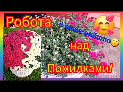 Видео: Для тех, кто проспал 😀 новое (старое) видео 😉 #garden #flowers #хризантема #цветитадругое #plants