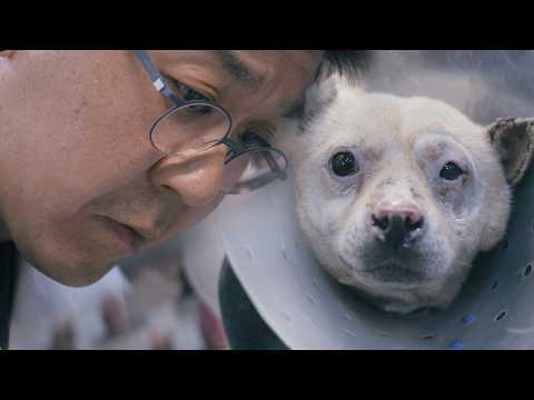 Видео: Знаете ли вы Монгсила, который получил ожоги всего тела? [После лесного пожара в Кёнбуке - Часть 1]