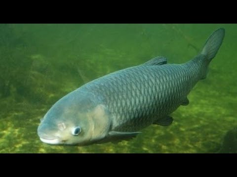 Видео: Ловля пикером карпа и белого амура на коммерческом водоеме.