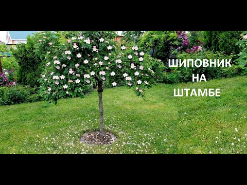 Видео: Как  я формировала ШИПОВНИК  НА  ШТАМБЕ