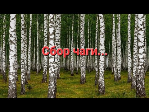 Видео: Весенний сбор чаги на каракате.