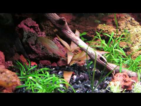 Видео: Акваскейп 120л. Почвопокровка (Марсилия, Утрикулярия) в дизайн!!