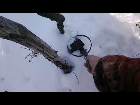 Видео: охота на енотовидную собаку, не енот а конь просто...