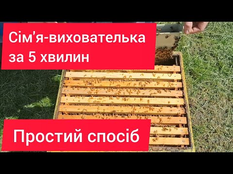 Видео: Вивід маток. Сім'я-вихователька найпростіший варіант.