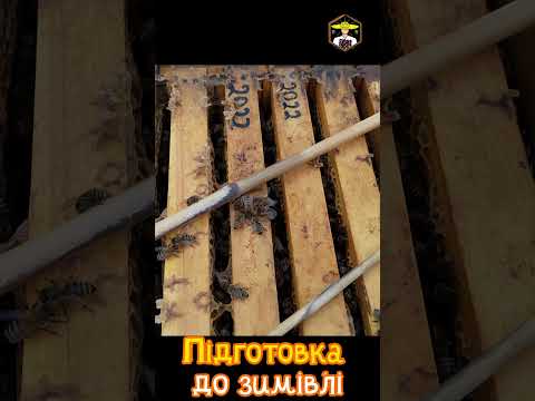 Видео: Підготовка бджіл до зимівлі 27.10.2024  #бджільництво #bee