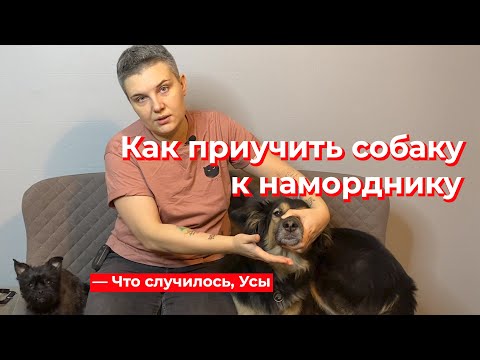 Видео: Что случилось, Усы? Как приучить собаку к наморднику
