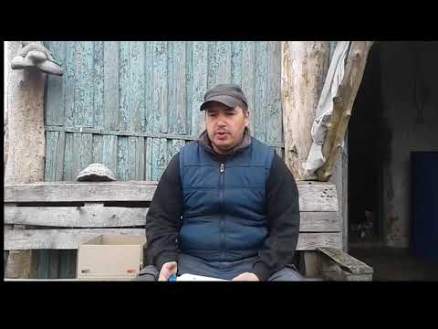 Видео: "Медян екстра"-первая обработка голубики!