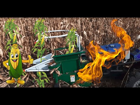 Видео: Уборка кукурузы мотоблоком сезон 2019 -Harvesting corn with a walk-behind tractor(tiller) ENG-SUB