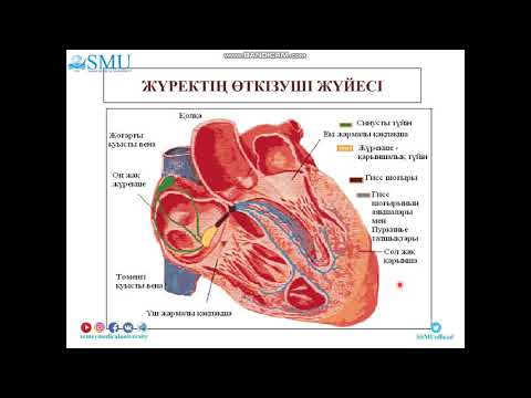 Видео: Жүрек гистологиясы  Миокард