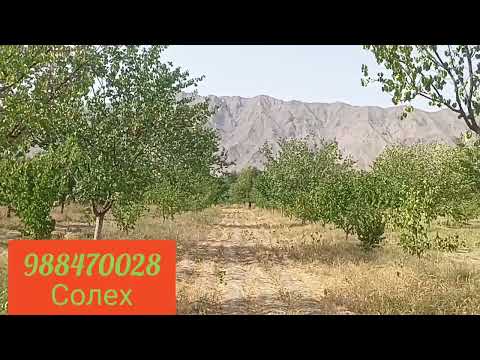 Видео: Исфара. боги Фруши дар Чилгази 1.г90 сотик