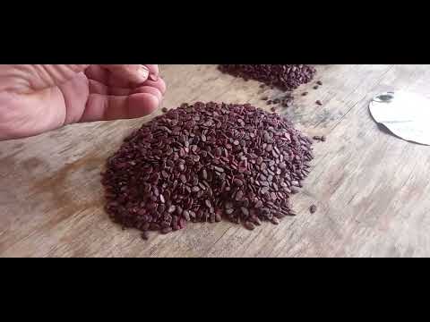 Видео: 2025-04-07 кун. Тарвуз уруғни уютиш сирлари.