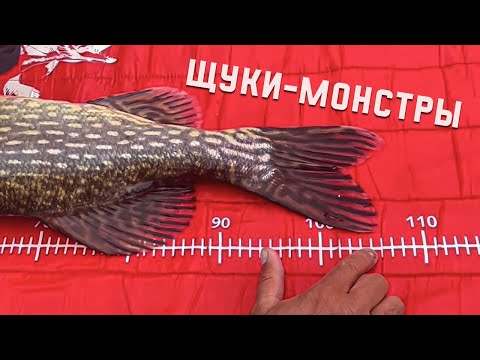 Видео: ЩУКИ-МОНСТРЫ. В гостях у ПАВЛА МЫЧКО.