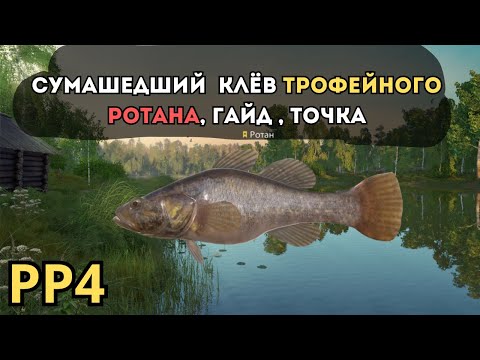 Видео: ТРОФЕЙ РОТАН СУМАШЕДШИЙ КЛЁВ/ оз.Комариное ● Русская Рыбалка 4 | РР4