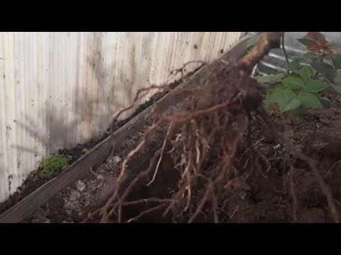 Видео: Осеннее черенкование роз 🌹Результат через год🤩