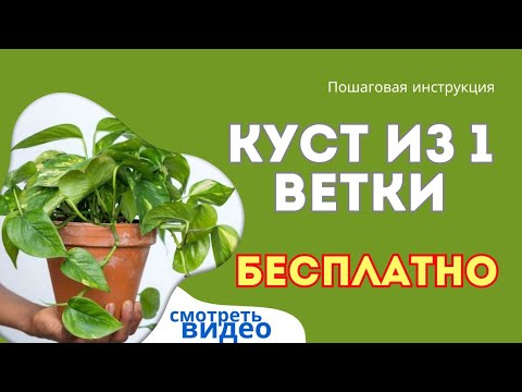 Видео: ЭПИПРЕМНУМ: Правила размножения от профессионалов!