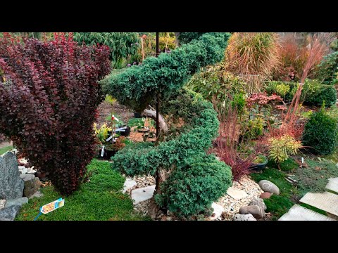 Видео: Квіточкі кінця жовтня. Потрохи все готується до сну