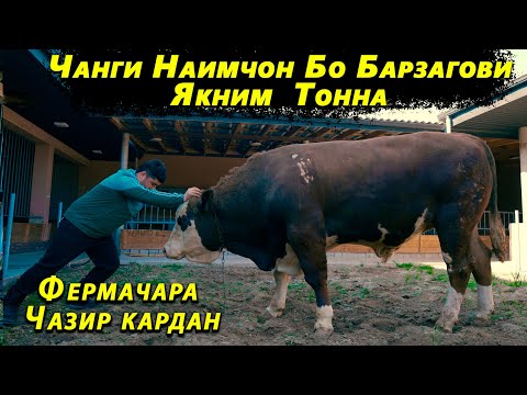 Видео: Дахшата Бин Букаи Як Ним Тона Дар Фермаи Наимчони Саидали.