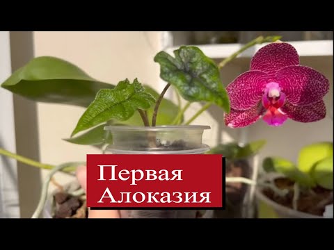 Видео: АЛОКАЗИИ...ЧТО ДЕЛАТЬ? МОИ ПЕРВЫЕ ДОСТИЖЕНИЯ