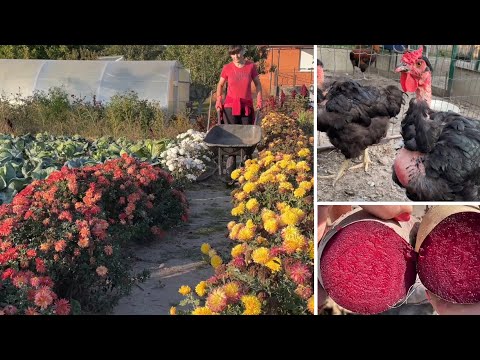 Видео: Какие СОРТА БУРЯКОВ Сажу Петухи добавили работу Такого никогда у меня не было