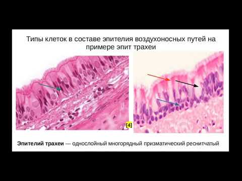 Видео: Гистологическое строение органов дыхательной системы. Эпителий воздухоносных путей. Препарат: Трахея