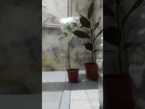 Видео: фикус Бенджамина, уход, спрей для фикусов. Fikus Benjamin parvarishi, 2 oylik natijasi