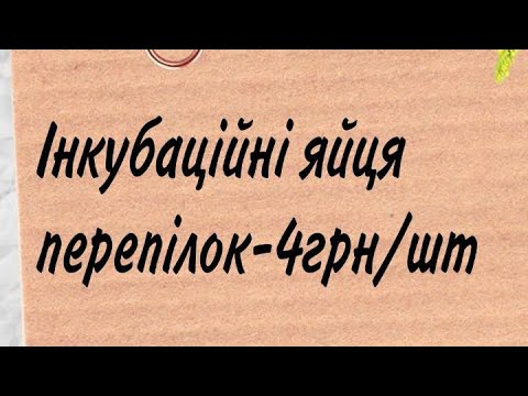 Видео: Вечірній огляд перепілок 😀 показую систему обігріву та поїння🫡🤭