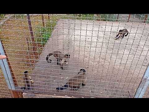Видео: Тайган, Капуцины 🐒