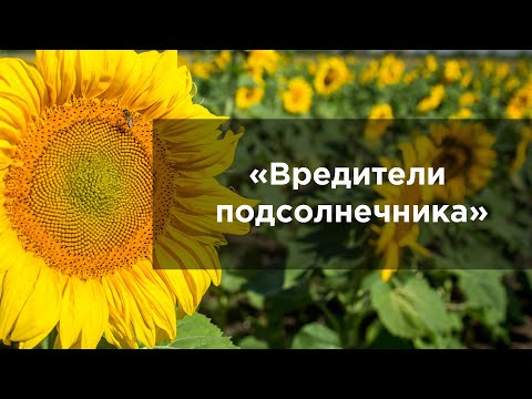 Видео: Вредители подсолнечника