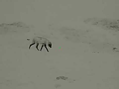 Видео: Wolf hunting. Охота на волка. Выстрелы по волкам