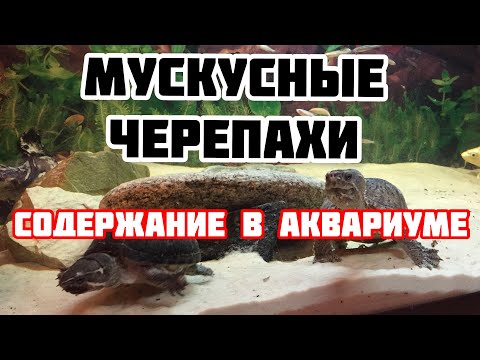 Видео: Мускусные черепахи коротко о содержании!