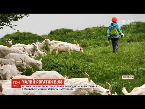 Видео: Справа бідних чи гурманів: як за короткий час козівництво стало перспективним бізнесом