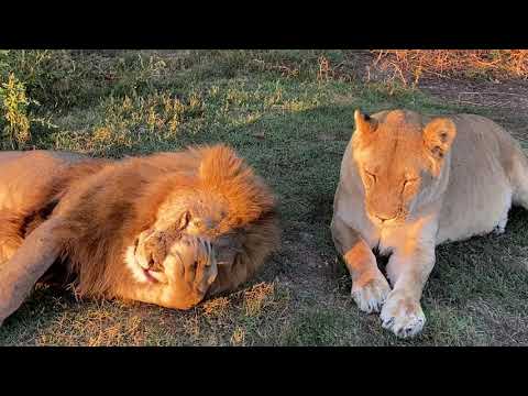 Видео: Лев Гек получил по рыжей мордахе от львицы Клавы !