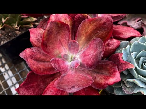 Видео: Echeveria fireball двух видов самая красная эчеверия на свете и другие суккулентов в моей коллекции