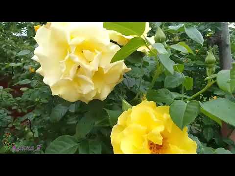 Видео: Пышное цветение розы "Голден Шауэрс" май 2023г