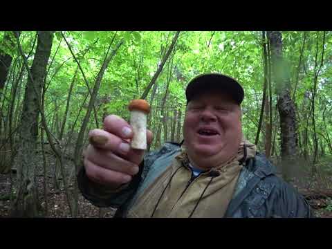 Видео: Поход за грибами,потерялись в лесу