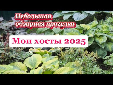 Видео: Мои хосты 2025. Небольшая обзорная прогулка