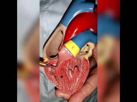Видео: жүрек құрылысы