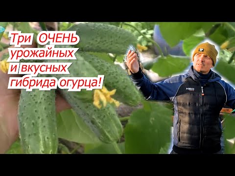 Видео: Эти огурцы не стыдно посоветовать всем для выращивания!