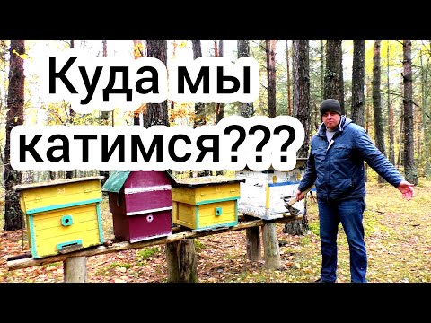 Видео: Куда катится пчеловодство? Три основные проблемы в пчеловодстве! Многие бросают пасеки.