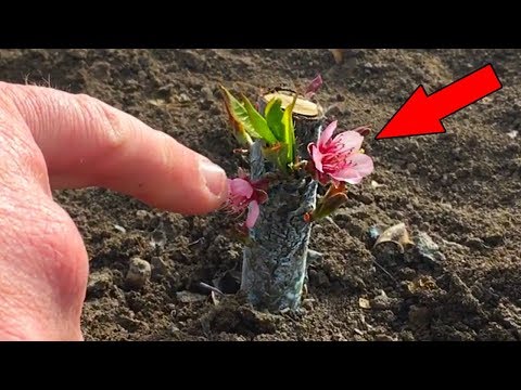 Видео: Успешная окулировка персика / Как перезимовала почка ? / successful peach budding