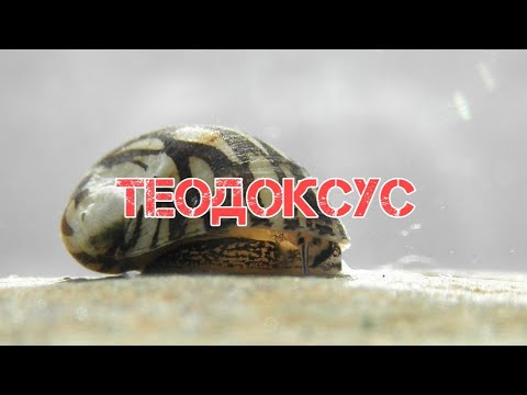 Видео: ТЕОДОКСУС- САМАЯ ПОЛЕЗНАЯ УЛИТКА В АКВАРИУМЕ.