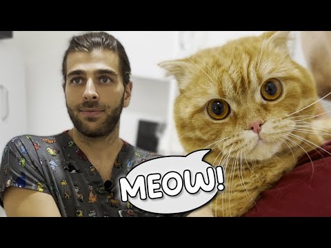 Видео: ОЧАРОВАТЕЛЬНЫЙ КОШКА! ( Он такой милый! )