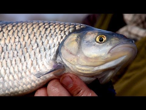 Видео: Реката на кефалите - част 1 / Chub river - part 1