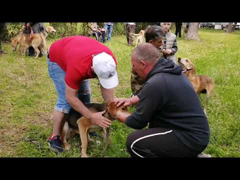 Видео: Выставка Охотничьих Собак в Зарайске 05.06.2021.Ринг гончих ,младшая возрастная группа Выжловки .