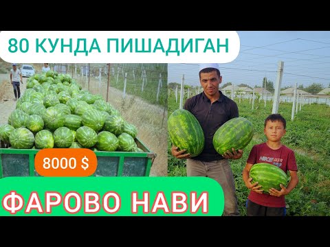 Видео: Тарвуз полиз майдони / Турсунзода