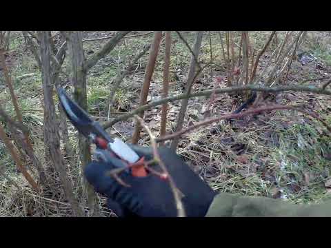 Видео: ОБРЕЗКА ГОЛУБИКИ,ФОРМИРУЕМ КРАСИВЫЕ КУСТЫ.