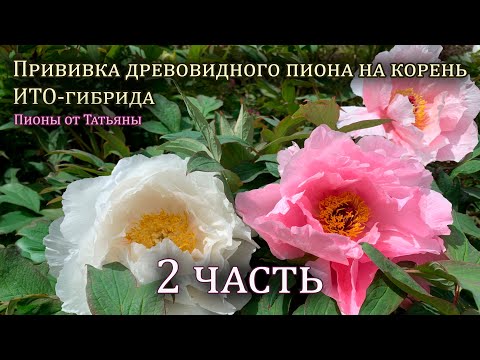 Видео: Прививка древовидного пиона на корень ИТО-гибрида (2 часть)