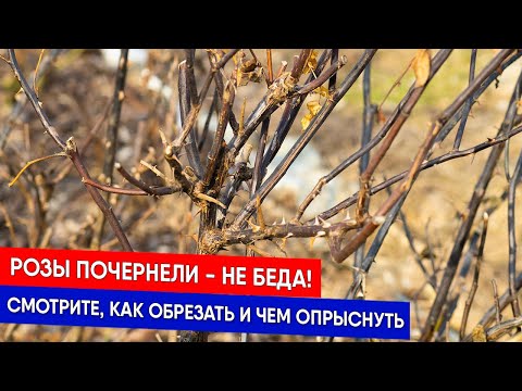 Видео: Розы почернели - не беда! Смотрите, как обрезать и чем опрыснуть